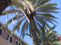 studieren unter palmen