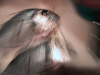 bei der dorade handelt es sich um einen durchaus leckeren fisch...